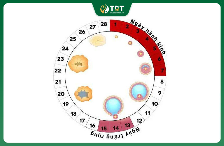 quan he co xat ben ngoai co thai khong