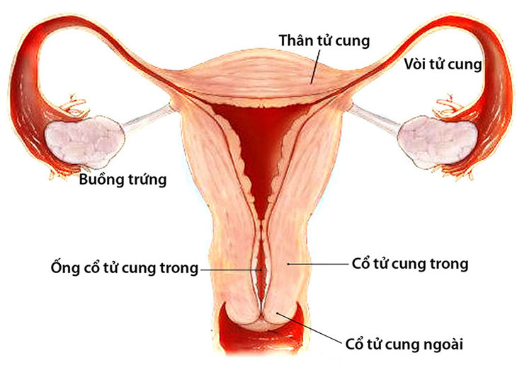 Huyết trắng màu xanh có thể là biểu hiện của viêm phần phụ với những biến chứng nguy hiểm