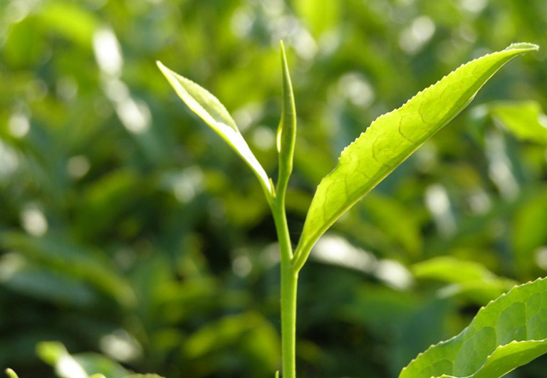 bài thuốc nam chữa viêm da cơ địa